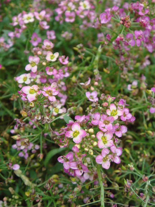 Lobularia maritima 'Wonderlandrose cuivre'